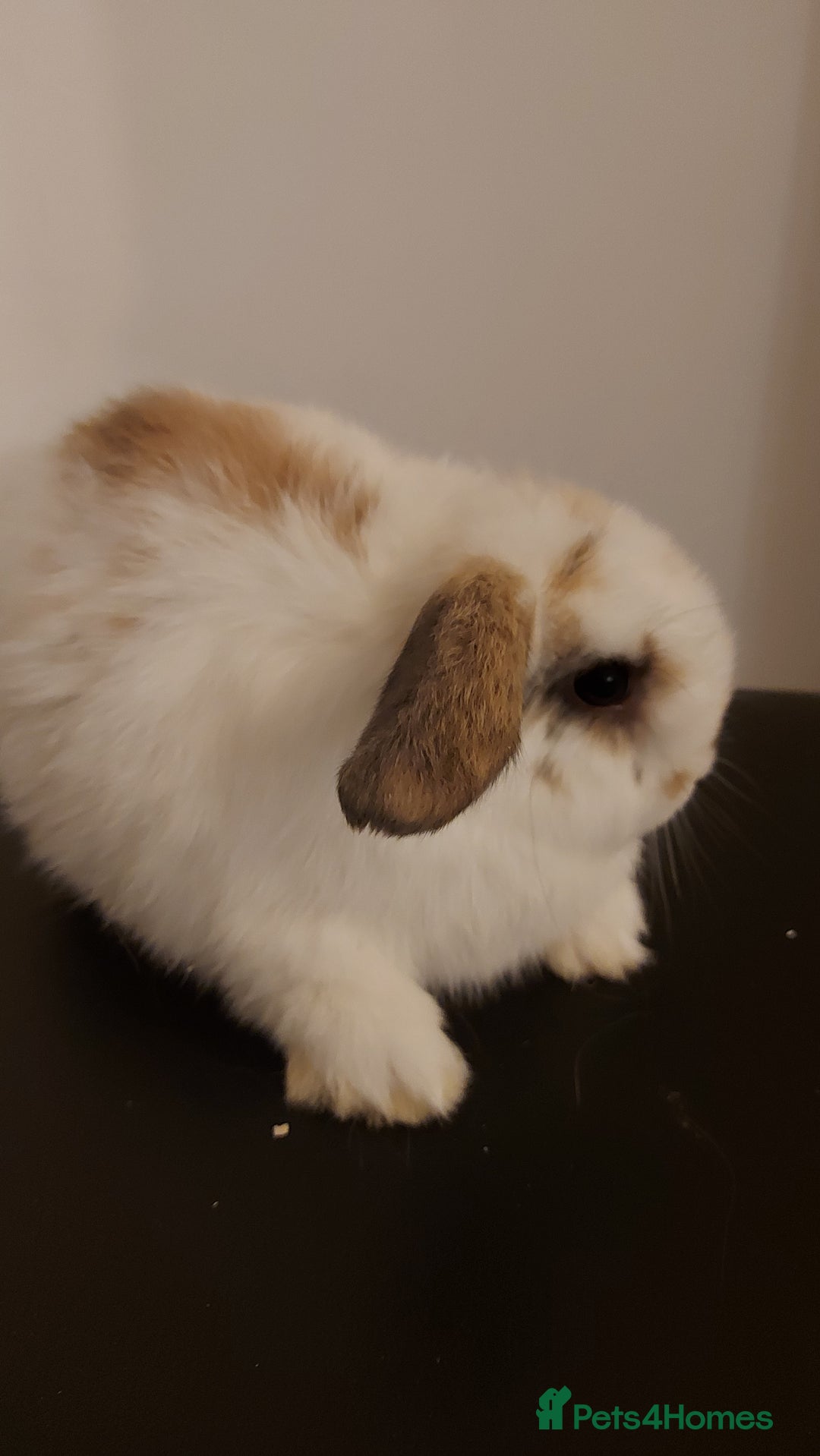 Mini Lion Lop rabbits for sale: Mini lops rabbit's  - Advert 6