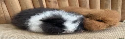 Guinea Pig rodents for sale: Swiss teddy baby sows - Advert 2