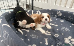 Cavalier King Charles Spaniel dogs for sale: K.C and fully health and heart tested parents  - Image 6