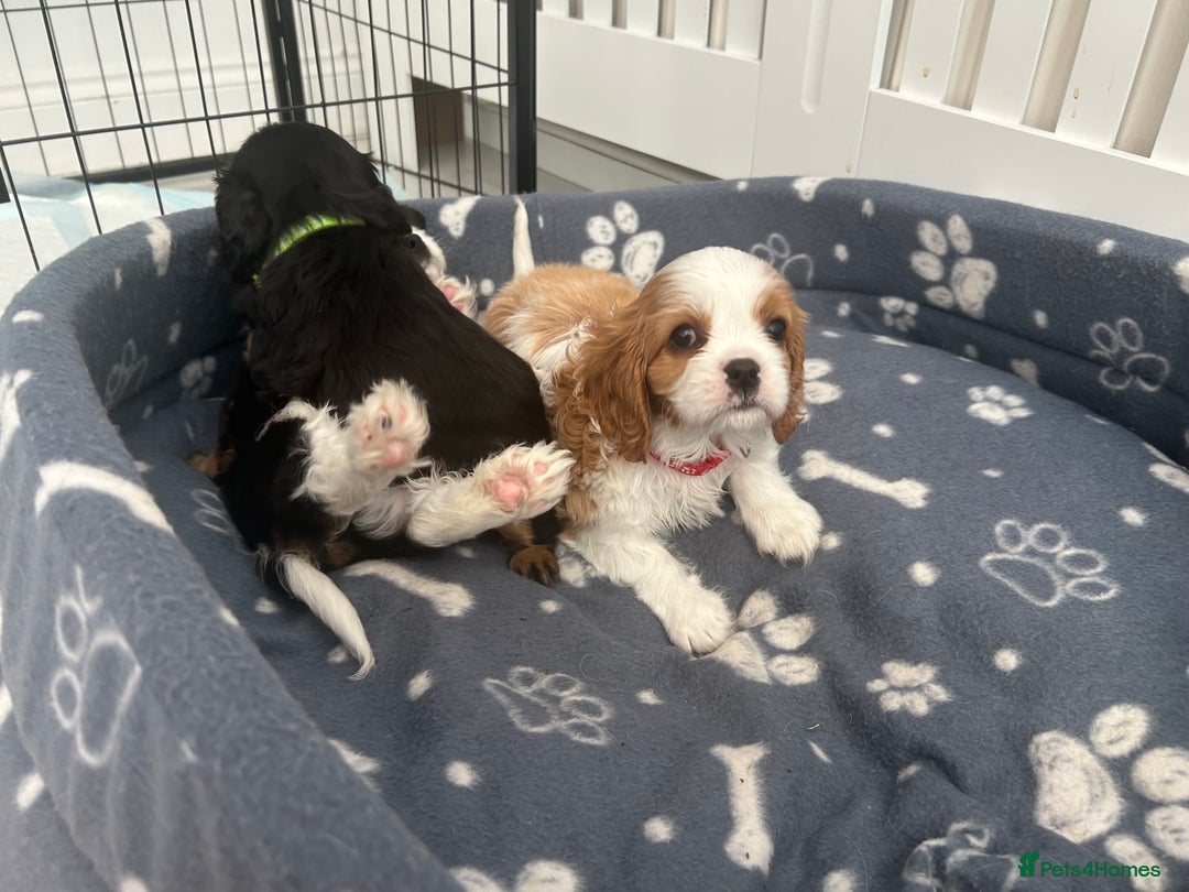 Cavalier King Charles Spaniel dogs for sale: K.C and fully health and heart tested parents  - Image 6
