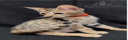 Savannah cats for sale: 12 Weeks Old 5*! -Exceptional Quality Tica Registr - Advert 23