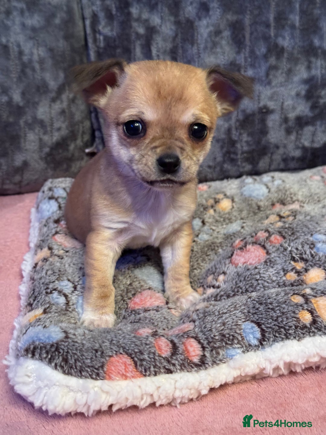 Chug dogs for sale: Lovely playful Chihuahua x Pug Puppies Boys Girls  - Advert 7