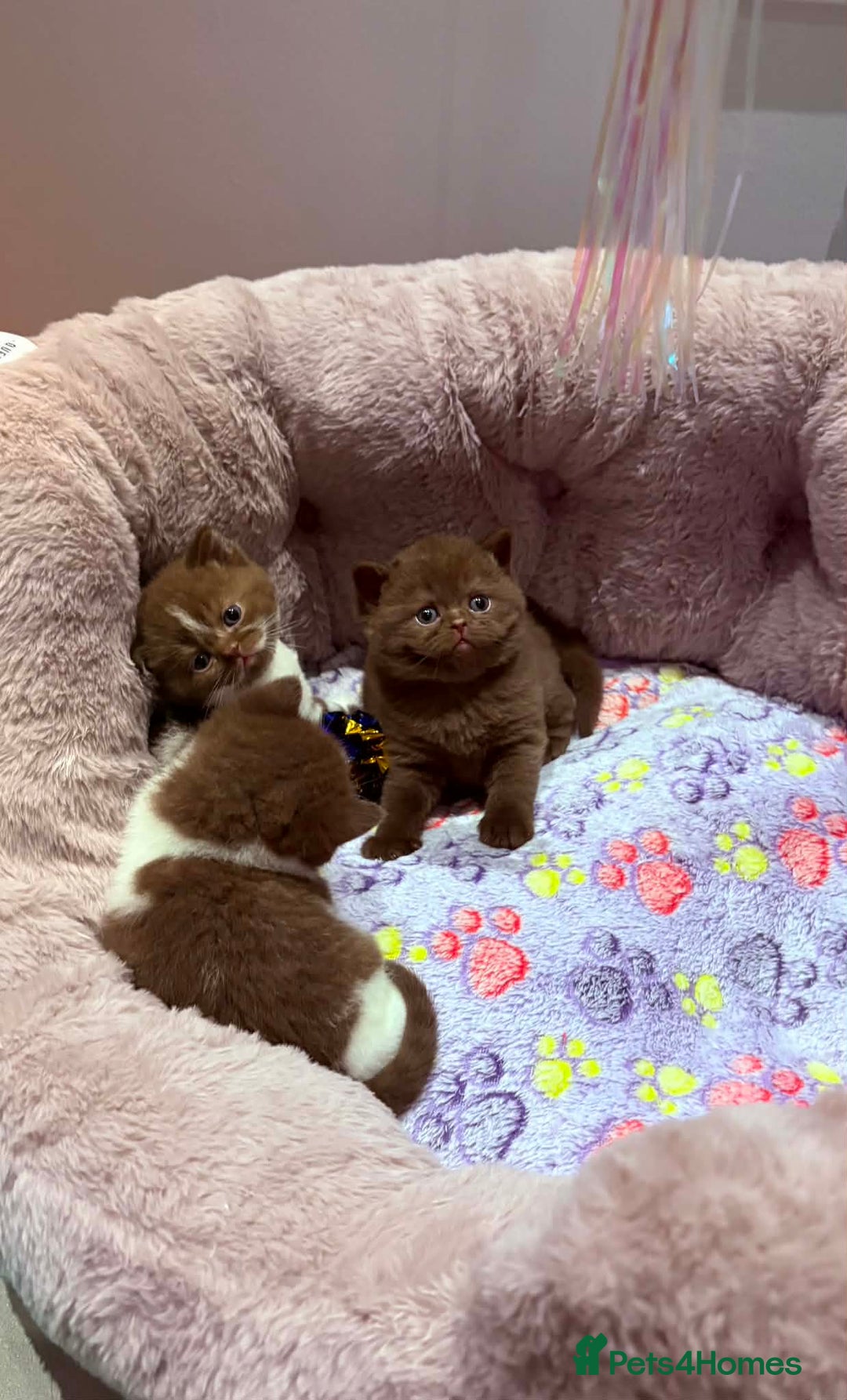 British Shorthair cats for sale: Luxury British Short-Choc& Bi-Coloured|07988240877 - Advert 17