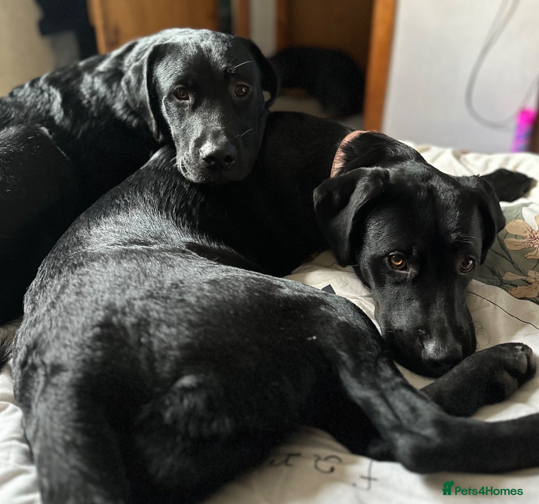 Mixed Breed dogs Male and female rottie x lab ( ** ) - Advert 1