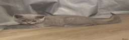 British Shorthair cats for sale: 🏆 Full British shorthair 🏆 in Reading - Advert 5