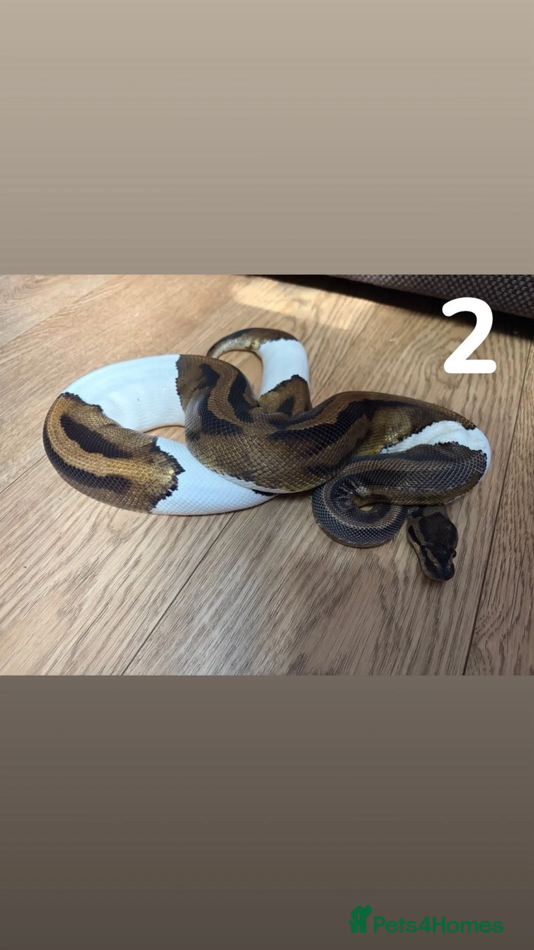 Python Snake reptiles for sale: Multiple Royal Pythons For Sale in Stamford - Advert 2
