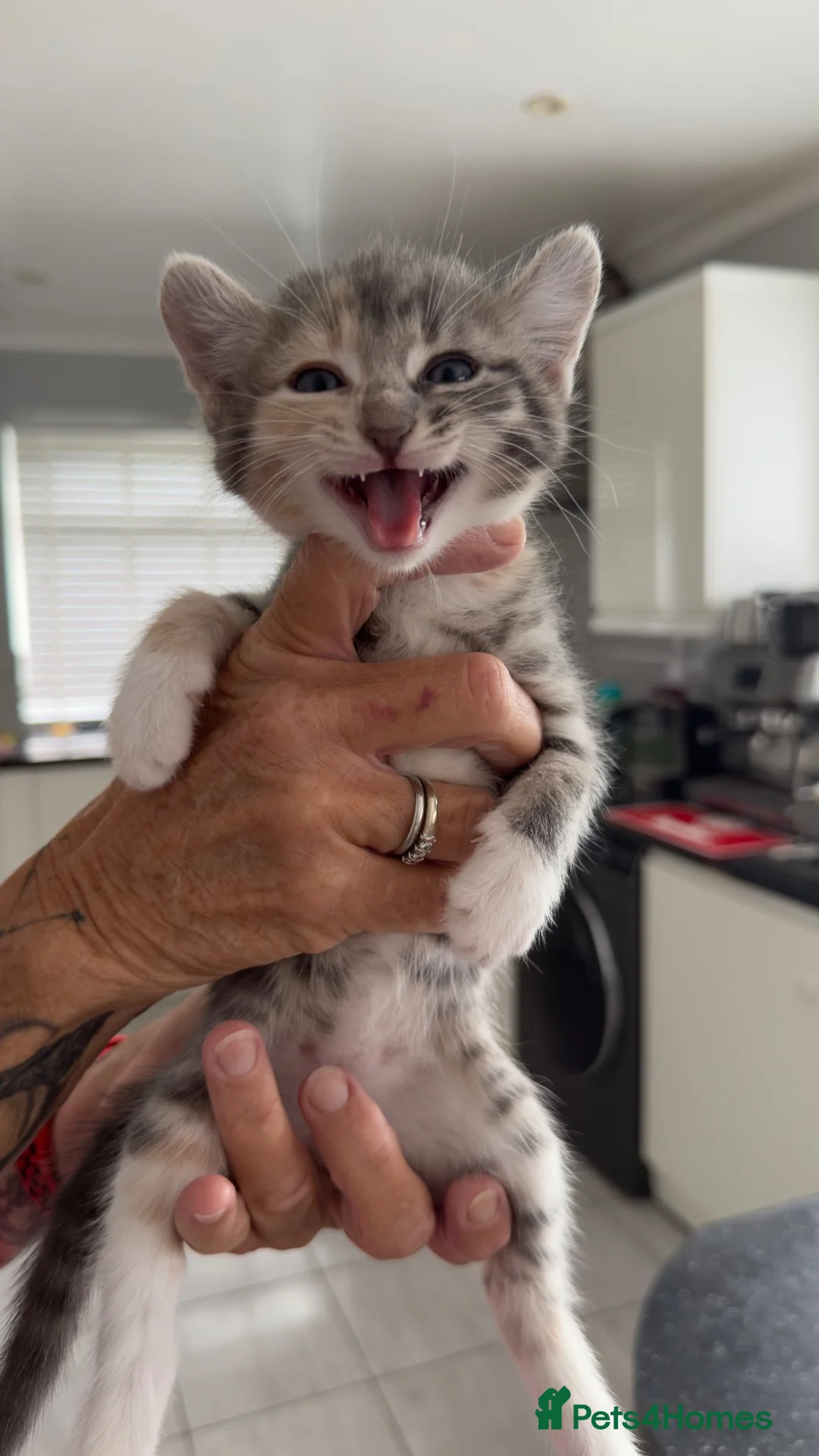 British Shorthair cats for sale: American curly ear Max - Advert 2