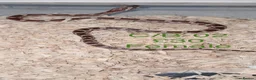 Corn Snake reptiles for sale: Baby corn snakes  - Advert 7