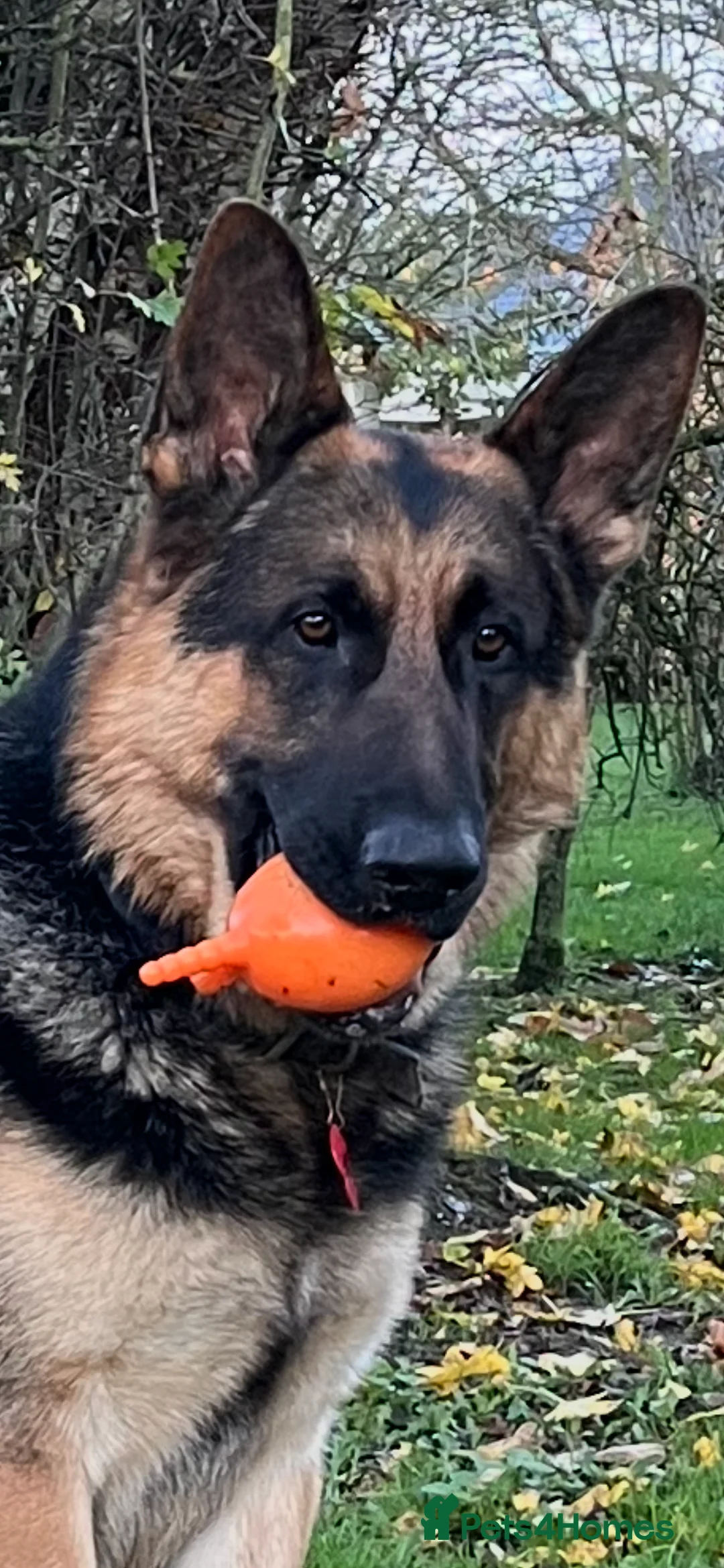 German Shepherd dogs for stud: KC Reg German Shepherd Stud available Proven - Advert 2