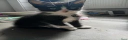 Mixed Breed cats for sale: 3 beautiful playful friendly kittens  - Advert 3