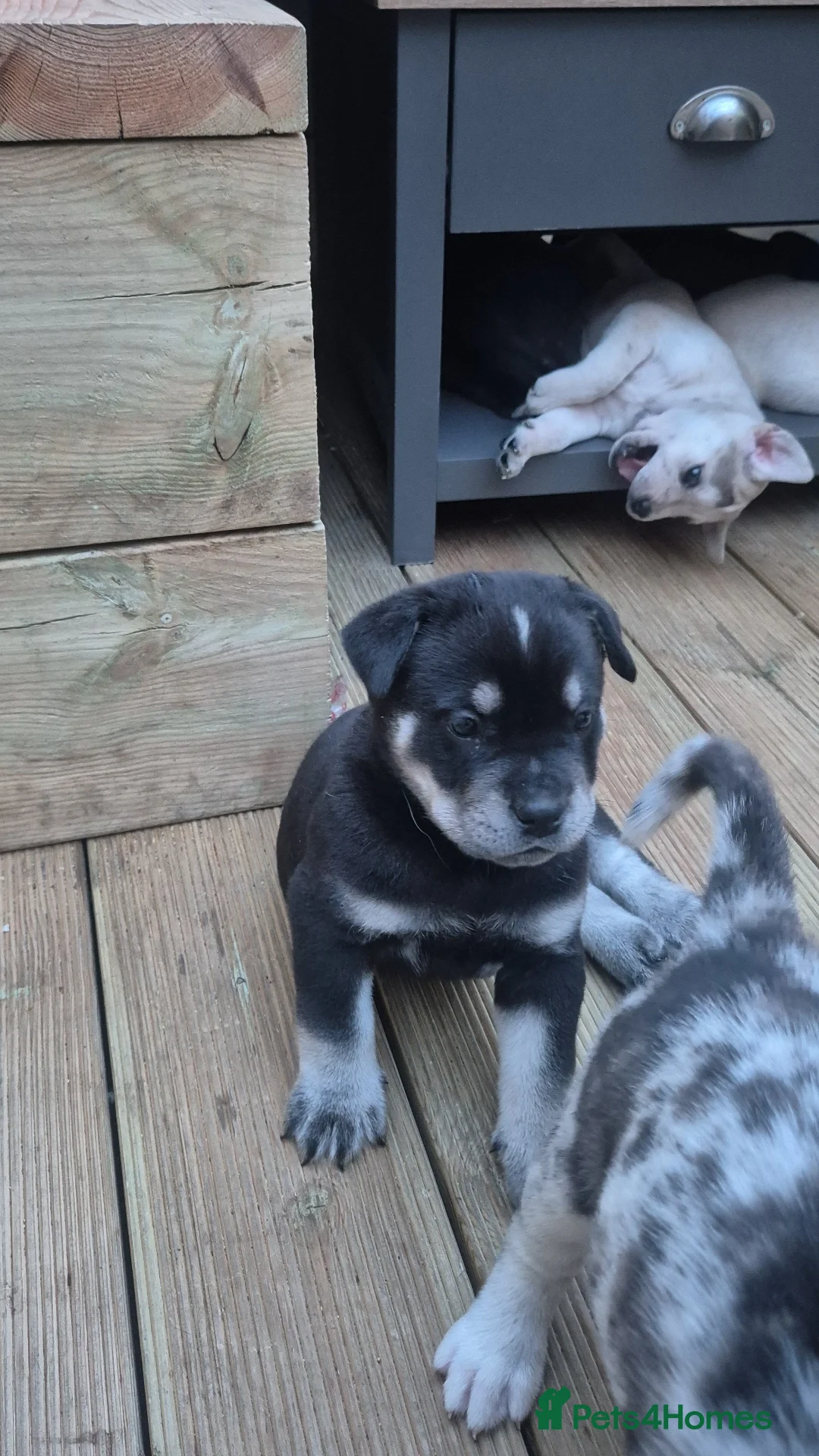 Mixed Breed dogs 12 Cane corso x Chowski royal canin fed - Advert 2