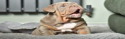 English Bulldog dogs for sale: Like Father Like Son 1 Male pup available in Burnley - Advert 11