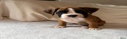 Boxer dogs for sale: *** 22 Championships between parents *** in Newbury - Advert 14