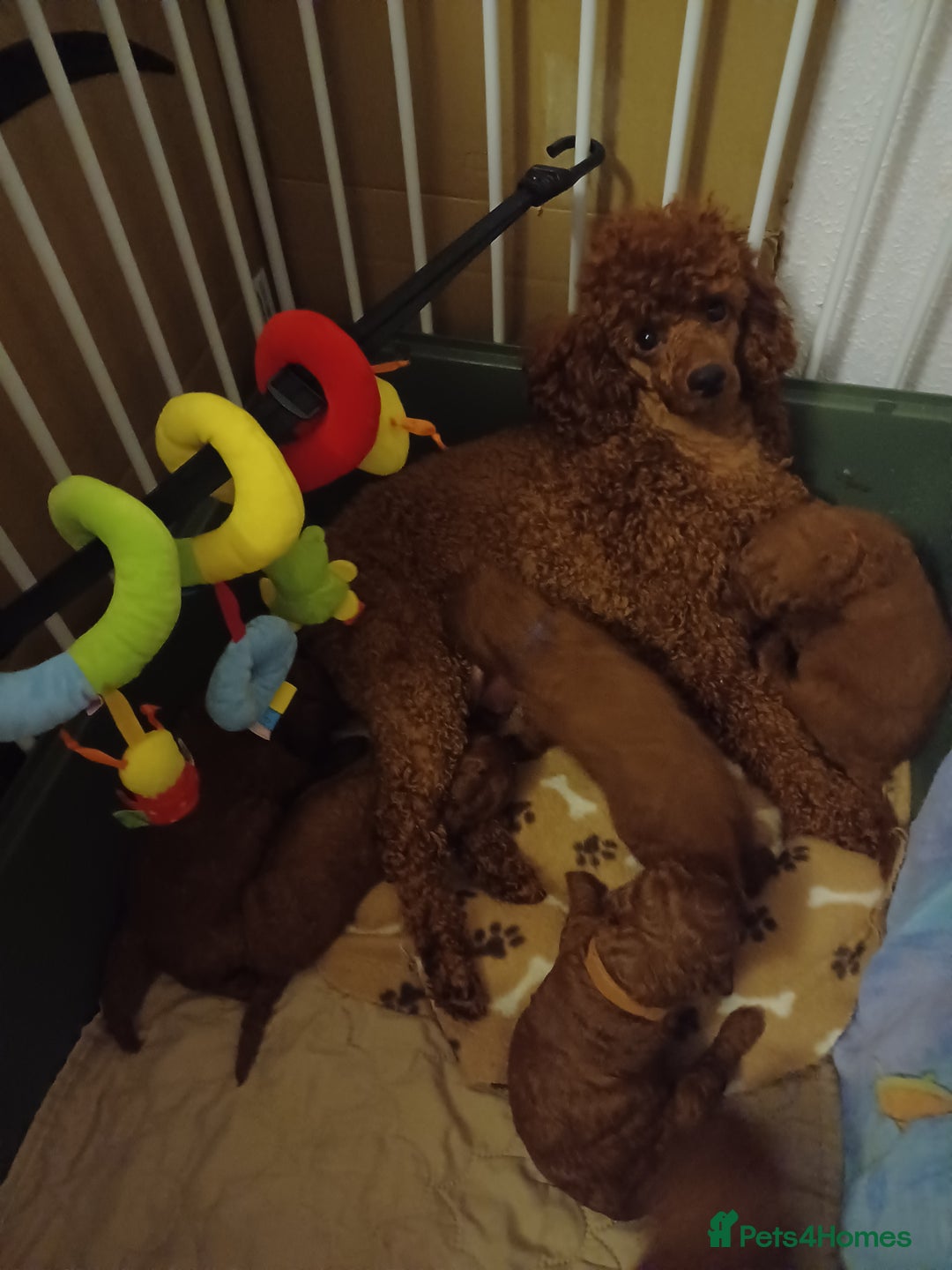 Miniature Poodle dogs for sale: 🐩 Pedigree KC Red Miniature Poodles DNA tested 🐩 - Advert 7