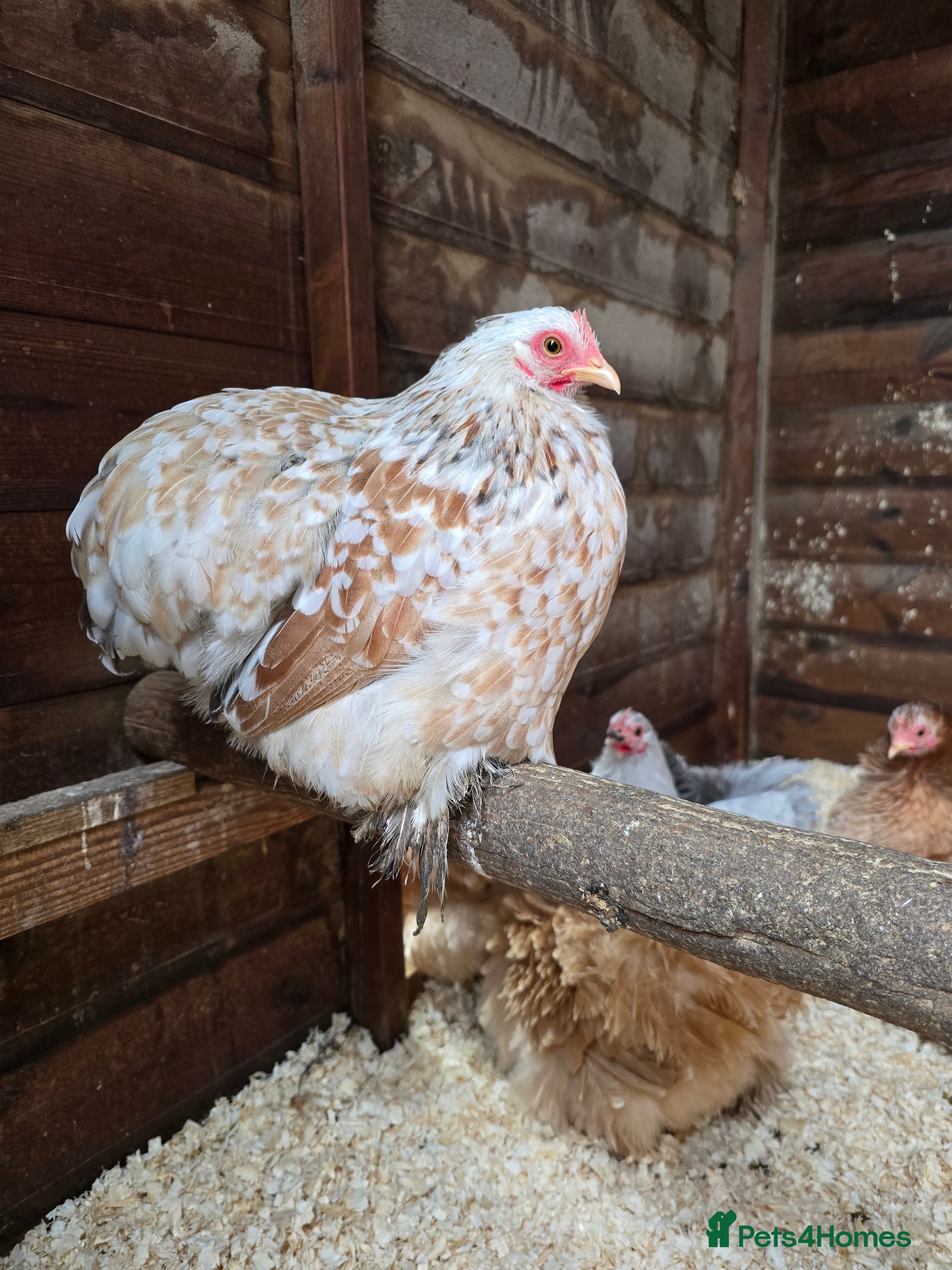 Chickens poultry Pekin Bantam Pullets  - Advert 4