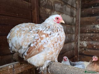 Chickens poultry Pekin Bantam Pullets - Advert 4