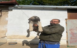 Anatolian Shepherd dogs for sale: Malakli Puppies - Image 35