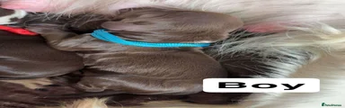 Sprocker 4