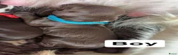 Sprocker dogs for sale: Working sprocker spaniel puppies  in Newport - Advert 7