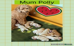 Australian Labradoodle dogs for sale: ♥️Tiny tails,Big Hearts - Australian Labradoodles  - Image 3