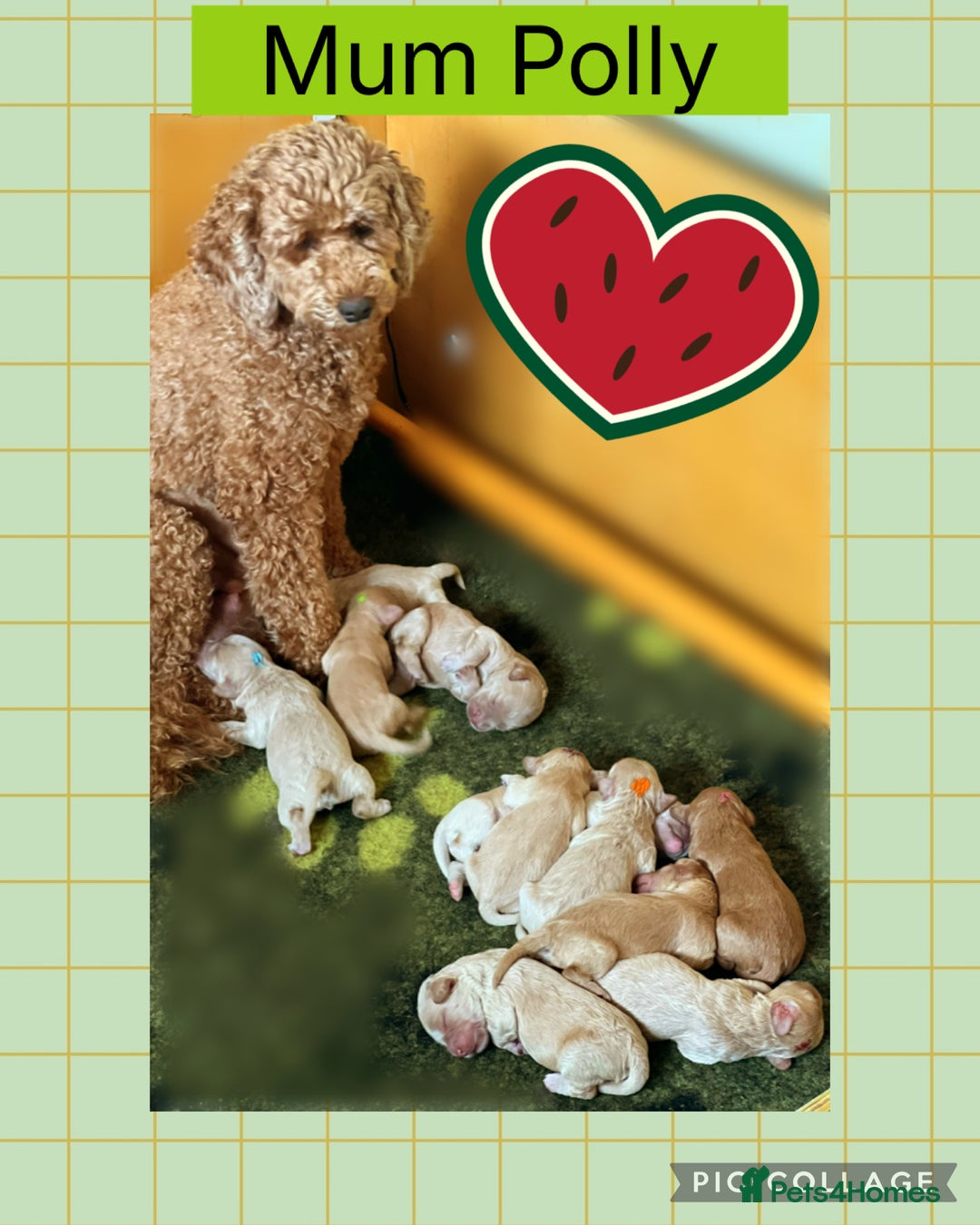Australian Labradoodle dogs for sale: ♥️Tiny tails,Big Hearts - Australian Labradoodles  - Image 3