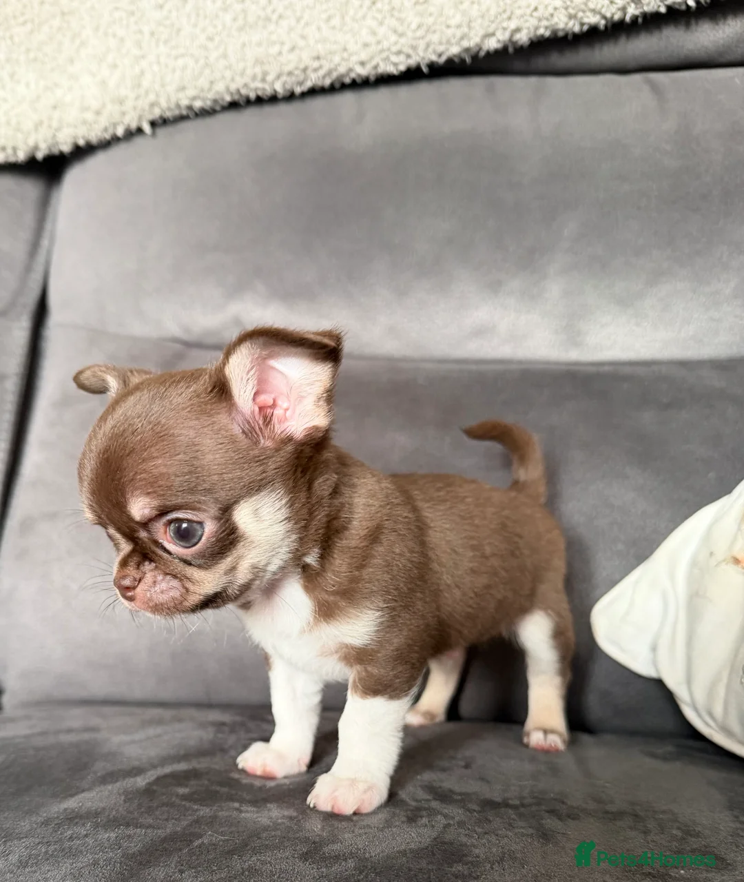 Chihuahua dogs for sale: Kennel club registered smoothcoat  - Advert 5