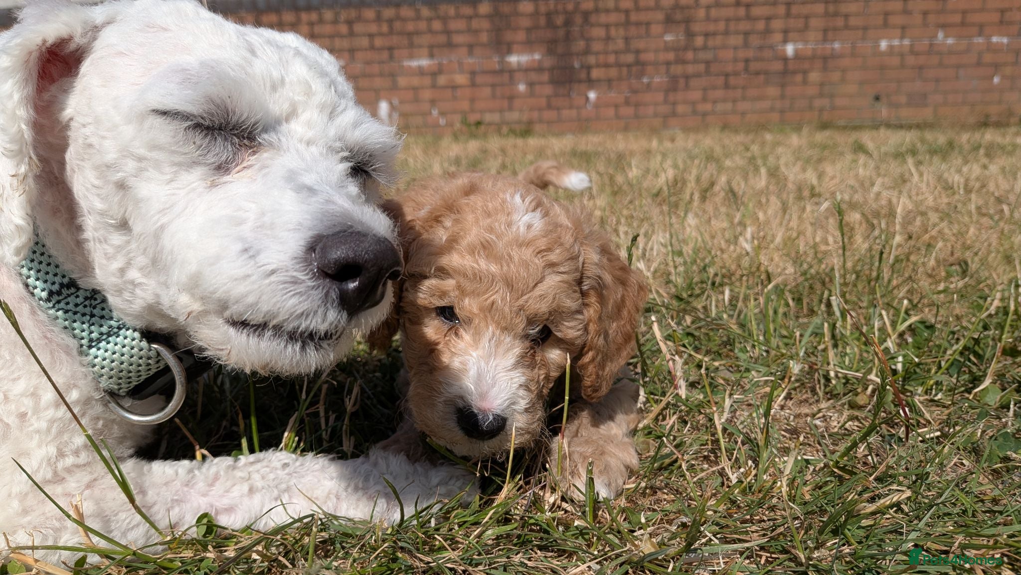 Poochon dogs F1 Poochon Puppies READY TO LEAVE *reduced* - Advert 9