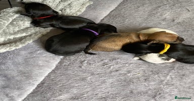 Mixed Breed dogs - Advert 6