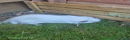 Guinea Pig rodents for sale: 2 male guinea pigs  in Kingsbridge - Advert 5