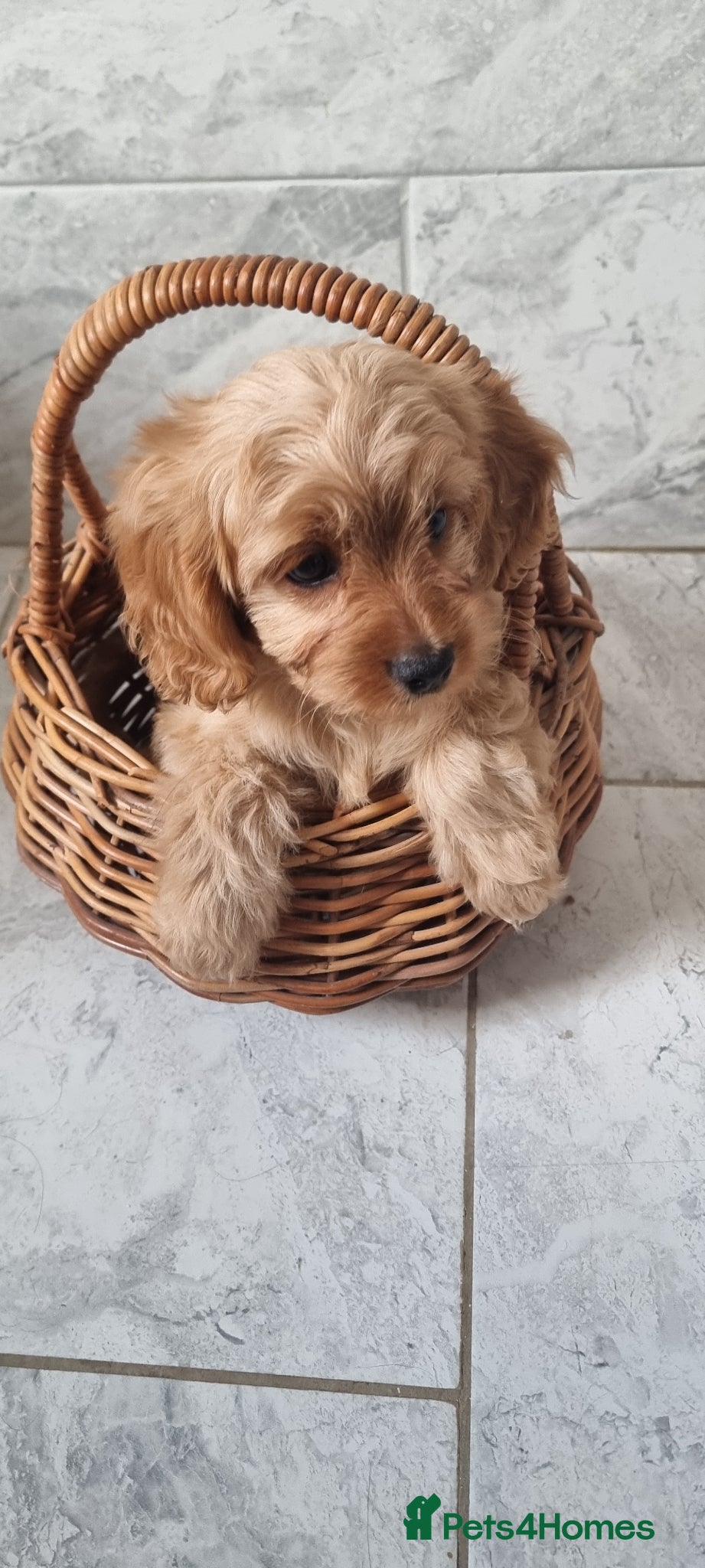 Cavapoo dogs TOY f1 cavapoos READY NOW MASSIVLY REDUCED  - Advert 4