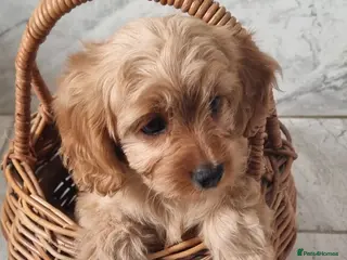 Cavapoo dogs TOY f1 cavapoos READY NOW MASSIVLY REDUCED - Advert 4