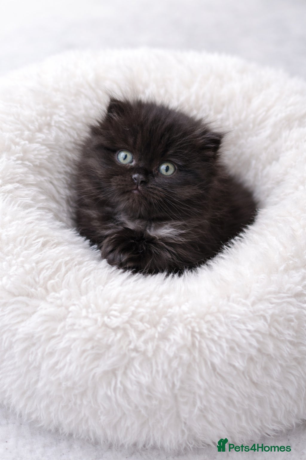 Scottish Fold cats Blue smoke Scottish fold/British shorthair😻 - Advert 7