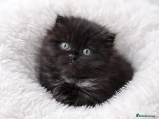 Scottish Fold cats Blue smoke Scottish fold/British shorthair😻 - Advert 7