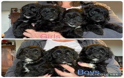 Bordoodle dogs for sale: Quality Miniature Bordoodles  - Image 2