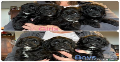 Bordoodle dogs - Advert 1