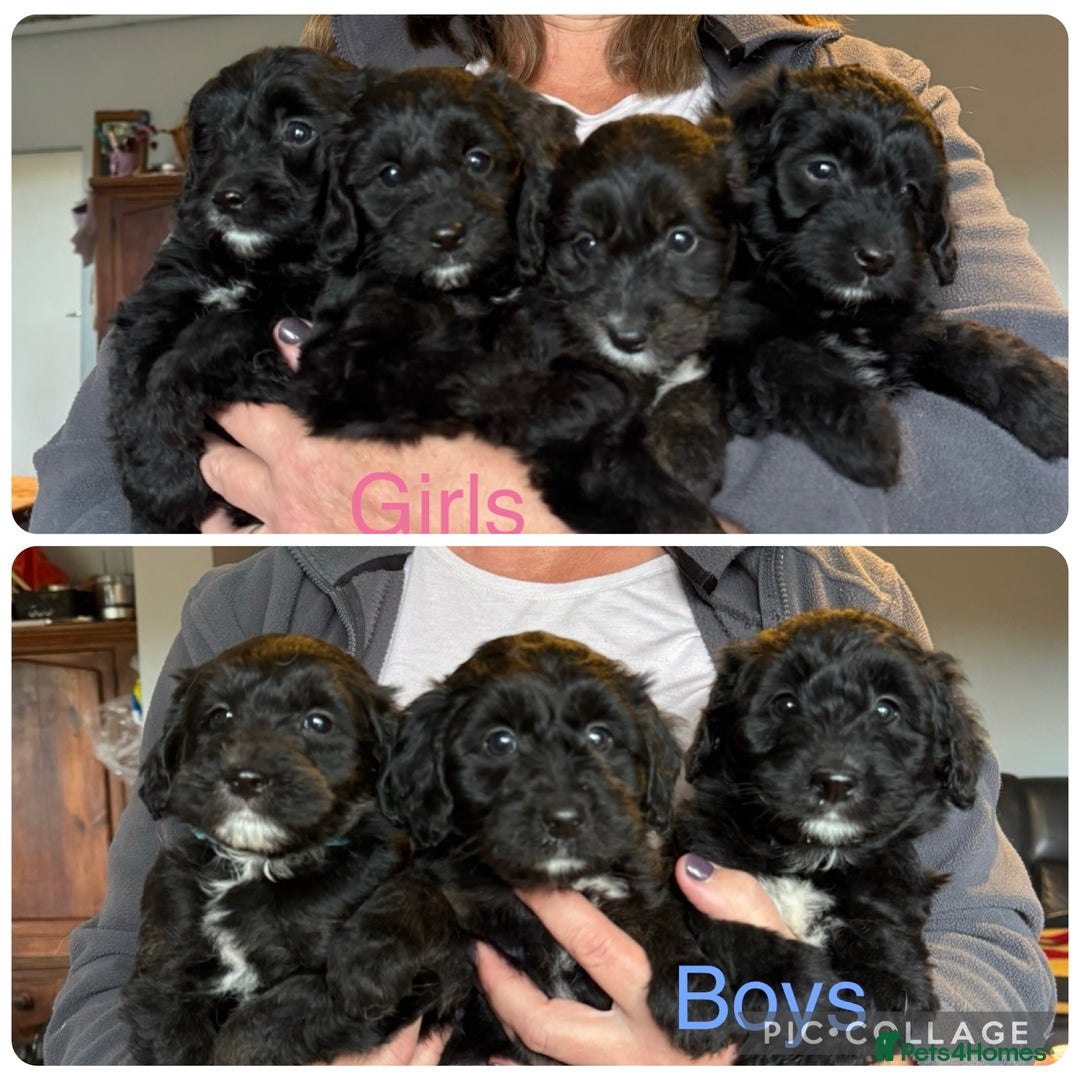 Bordoodle dogs for sale: Quality Miniature Bordoodles  - Image 2