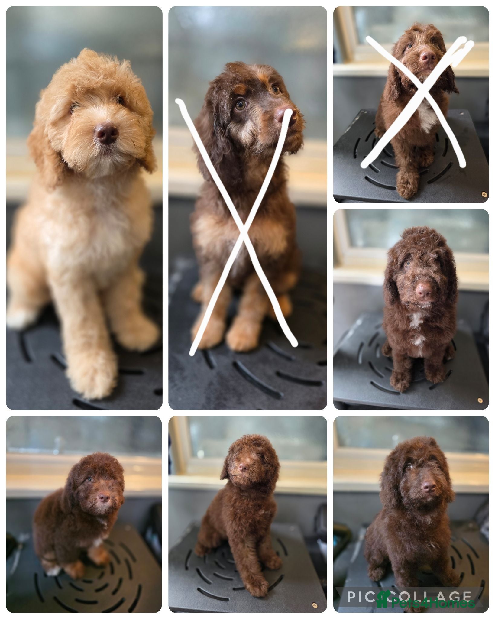 Australian Labradoodle dogs Gorgeous miniature labradoodle babies - Advert 2