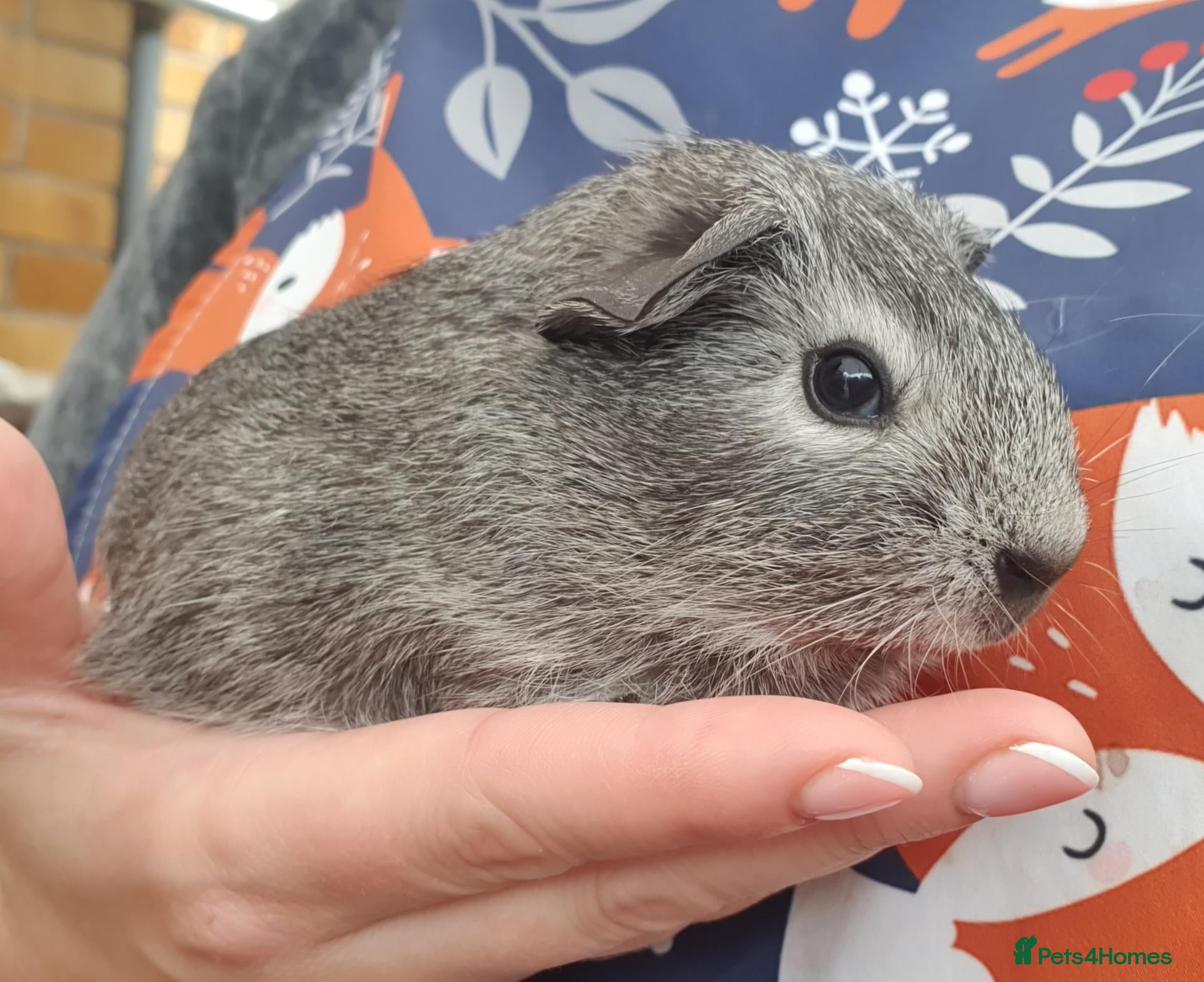 Guinea Pig rodents Beautiful guinea pigs - Advert 1