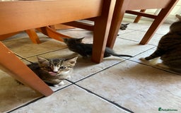 Domestic Shorthair cats for sale: 6 beautiful kittens for sale!!  - Image 10