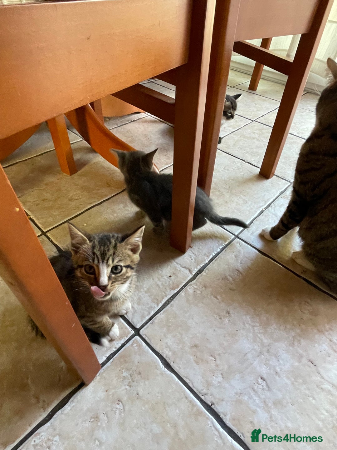 Domestic Shorthair cats for sale: 6 beautiful kittens for sale!!  - Image 10
