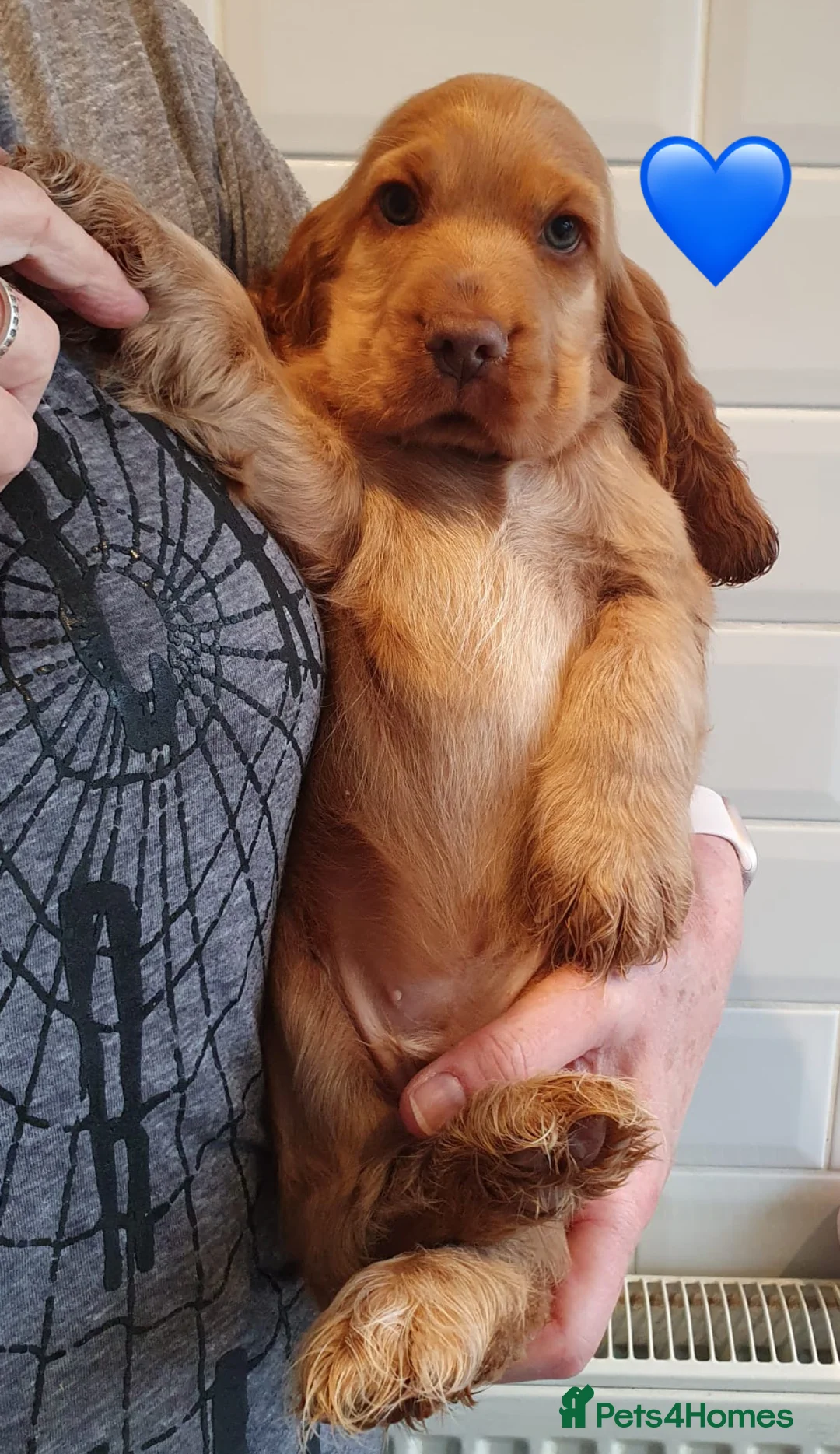 Cocker Spaniel dogs for sale: 1 STUNNING SHOW COCKER SPANIEL BOY LEFT 💙!! - Advert 2
