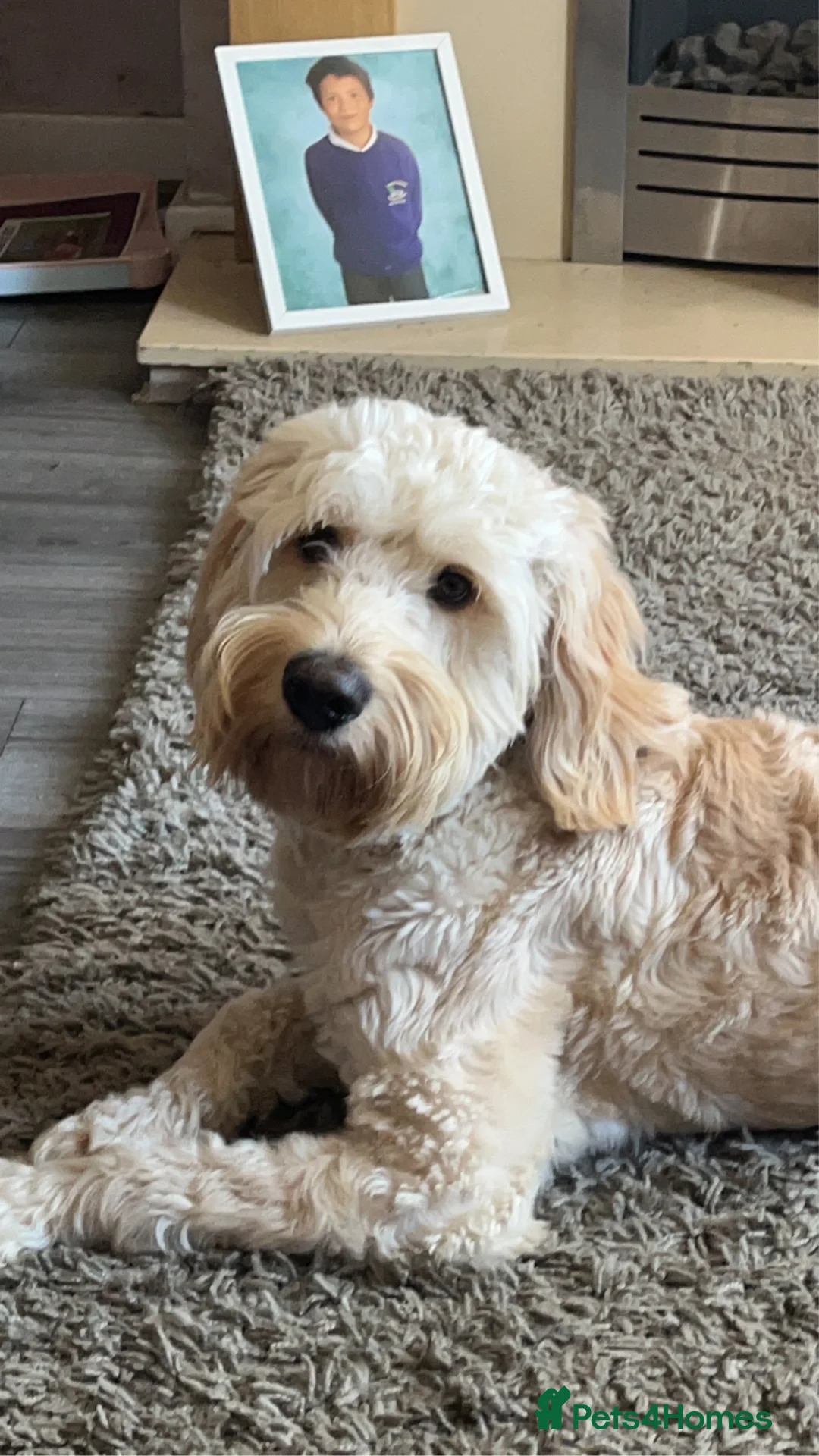 Cockapoo dogs for sale: ** REHOME ** 3 YEAR OLD COCKAPOO - Advert 6