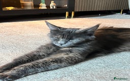 Maine Coon cats for sale: Maine coon kittens for sale  - Advert 13