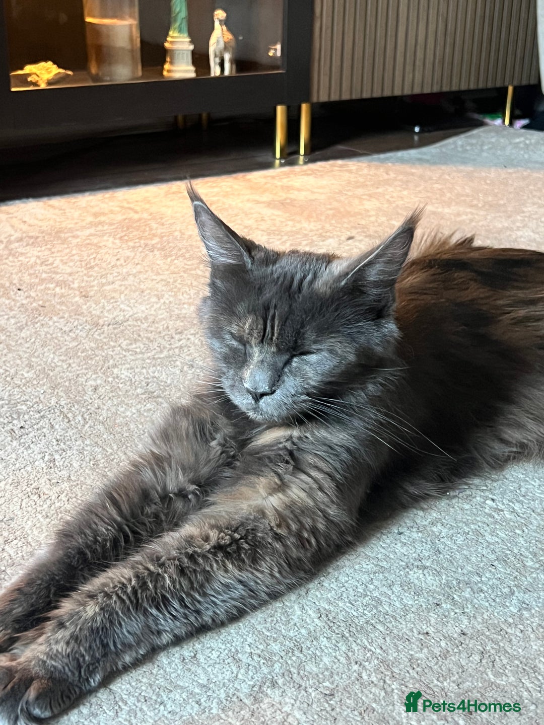 Maine Coon cats for sale: Maine coon kittens for sale  - Advert 13