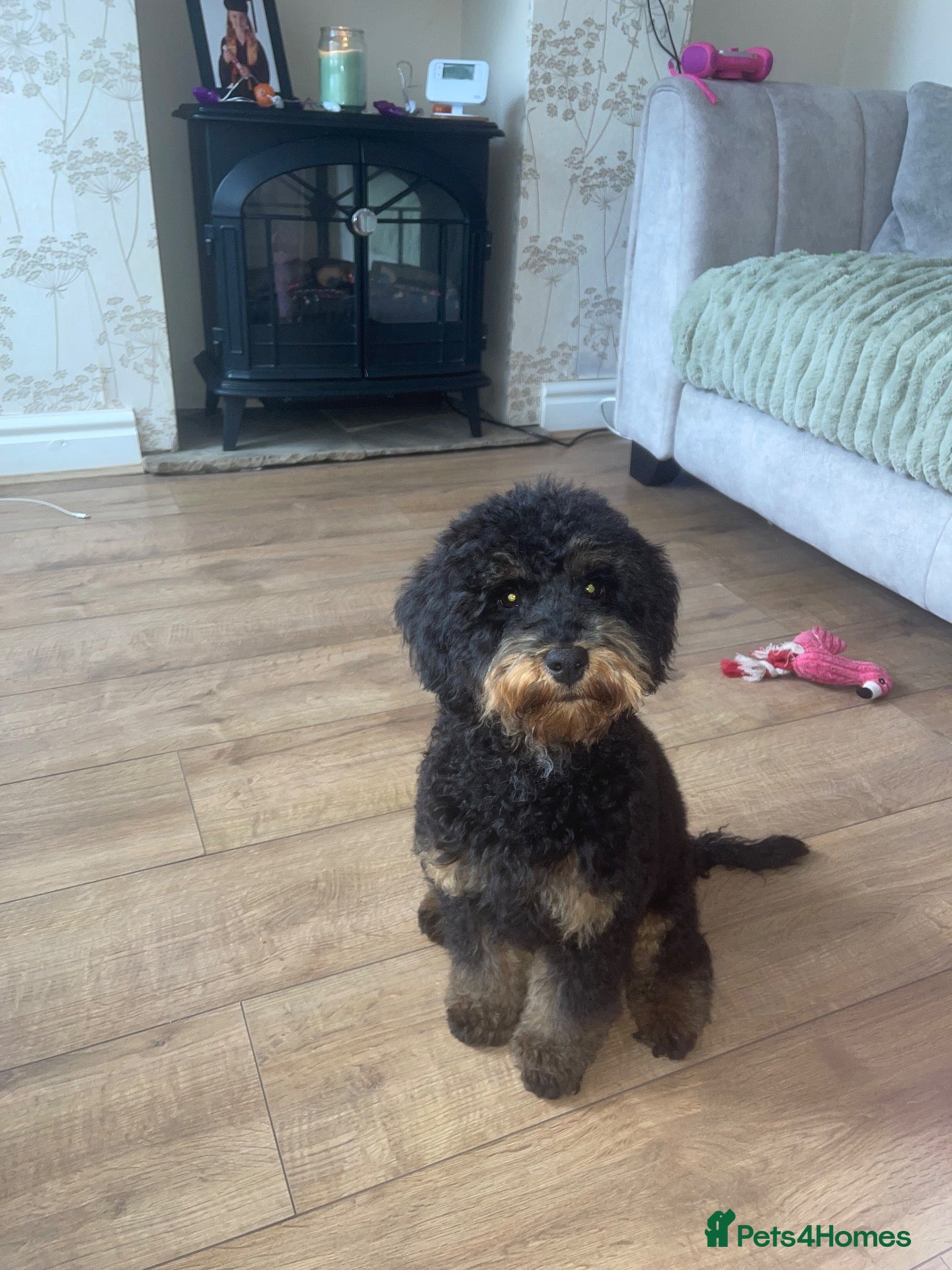 Cockapoo dogs Milo 5 month old cockapoo - Advert 1