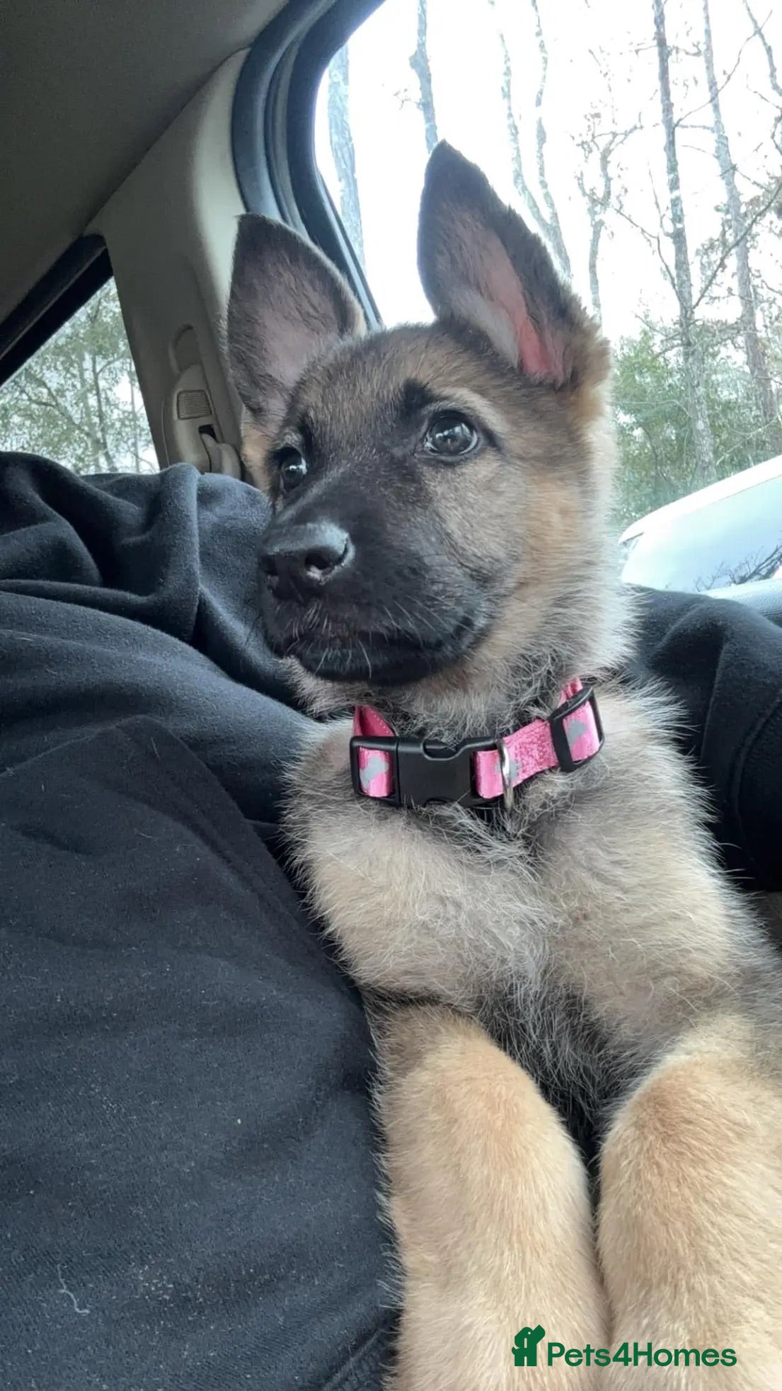 German Shepherd dogs German Shepherd Girl - Advert 2