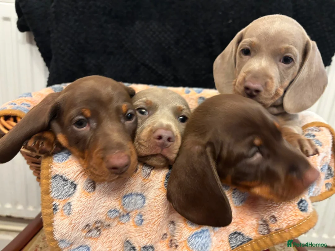 Dachshund dogs for sale: Isabella & Tan and chocolate Miniture Dachshund  in Dorchester - Advert 1