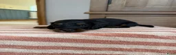 Miniature Dachshund dogs for sale: KC Long Haired Miniature Dachshund Puppies - Advert 9