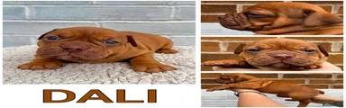 Olde English Bulldogge 4