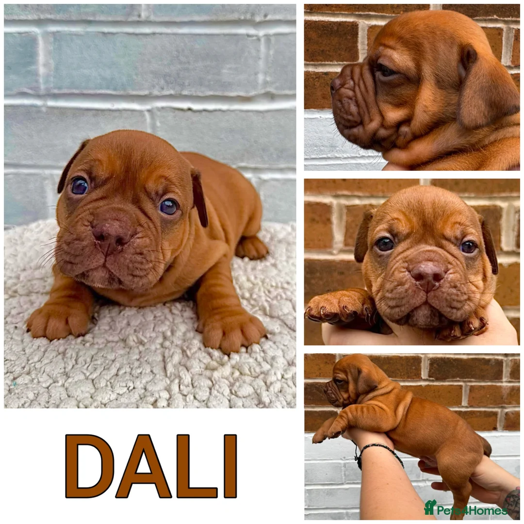 Olde English Bulldogge dogs for sale: Champion, Health Tested Parents, OEB puppies in Normanton - Advert 31
